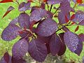 2009-0513-Maroon_Shrub_1140-12,9C
